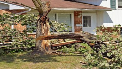Understanding the Cost of Tree Removal